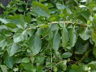gouqi-leaves