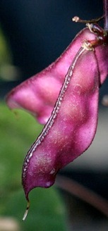Hyacinth Bean 
